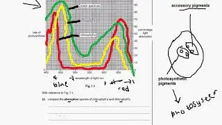 Absorption and action spectrum