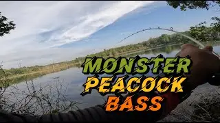 MONSTER PEACOCK BASS MONO | CASTING FISHING | SEAHWAK HYPERBASS | Ep38
