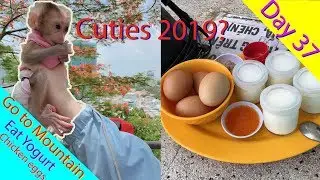Monkey Baby Cutest you have ever seen 2019 | Day 37 Go to the mountain to eat Yogurt