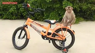 Amazing Animals, Adorable Monkey Kako Playing And Ride Bicycle