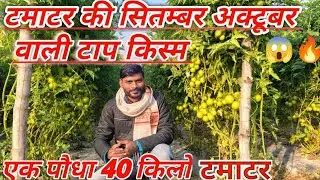 टमाटर की खेती कब और कैसे करे|The Ultimate Tomato Farming Guide (Tips & Techniques)tamatar ki kheti|