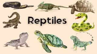 Mysterious Sounds of Wildlife Harmony - caiman, iguana,gecko