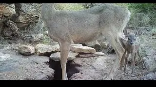 Deer fawn at the desert waterhole