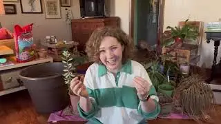Downsizing Your Houseplants Part 2: Pot Shifting & Plant Tossing