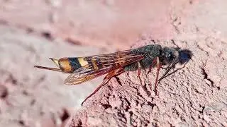 Tremex fuscicornis