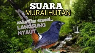 SUARA PANCINGAN MURAI BATU biar Emosi jadi NYAUT BUNYI GACOR BONGKAR ISIAN | TERAPI MURAI BATU 