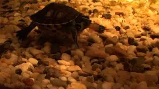 Trachemys scripta troostii - Ż&oacute;łw Ż&oacute;łtolicy - Turtle Tank - Jego pierwsza suszona krewetka