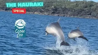 A day to remember fishing the Hauraki Gulf 