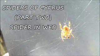 Spiders of Cyprus (Part Two) -  Spider in Web