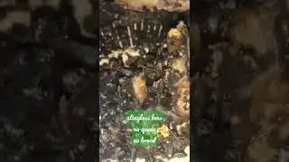 stingless bees no queen, no brood what will happen next?