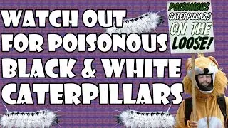 Watch Out For Poisonous Black and White Caterpillars - What The Fox?
