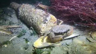 Cold and dark solo NJ night dive to find seahorses and squid!!!