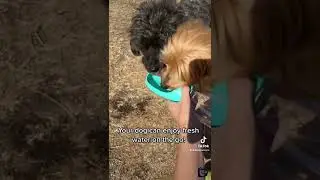 You NEED this portable dog water bowl! 💦🐶 👉 Danspetcare.store
