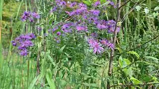 Symphyotrichum puniceum, S. novae-angliae, S. lanceolatum, S. laeve, S. cordifolium, S. urophyllum