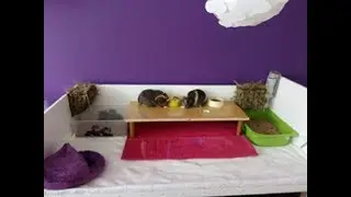 Guinea Pig Cleaning Routine