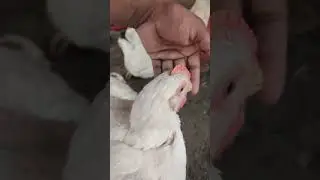 CRD or Chronic Respiratory Disease in Broiler Chicken Rare & Real Farm Vide@Blogeart