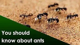 You should know about ants