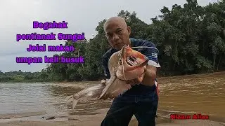 IKAN BEGAHAK/GEGAHAK/ PONTIANAK SUNGAI JElAI MAKAN UMPAN IKAN KELI BUSUK