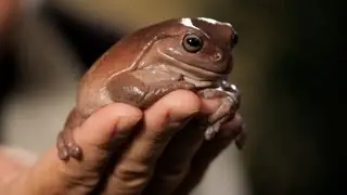4 Facts about Green & Dumpy Tree Frogs | Pet Reptiles