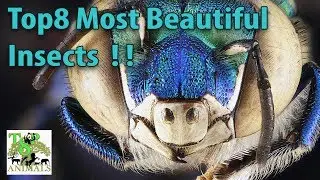 Top8 most beautiful insects !