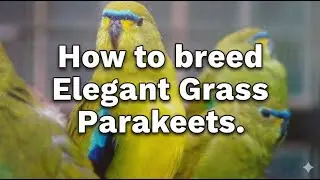 Как вывести изящных травяных попугаев 🐦 Полное руководство для начинающих