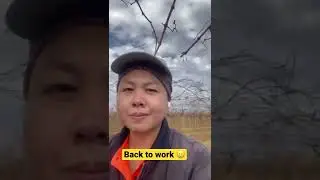 After 2 years?! Now back to work. Farm job in Australia (Rolling Table Grape)