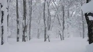AMBIENT SLEEP VIDEO WITH BEECH FOREST WINTER SOUNDS TO HELP RELAX.