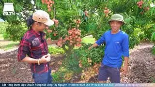 Choáng Ngợp Khi Bước Vào Vườn Vải Thiều Lớn Nhất Tây Nguyên