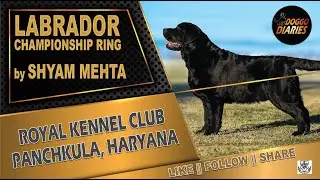 Labrador Retriever Championship Ring byShyam Mehta, Royal Kennel Club, Panchkula | Doggo Diaries