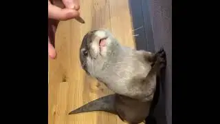 Princess Otter Qoo Makes Hilarious Noise When She Eat her Favourite Fish 🤣🦦😋 | Cute Otter #shorts
