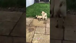 Pug karate kick