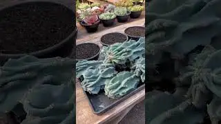 Fazendo muda do cacto monstro🪴#garden #suculentas #cactus