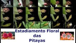 Estadiamento Floral (Fases do Desenvolvimento ) da Pitaya e Desenvolvimento do Fruto