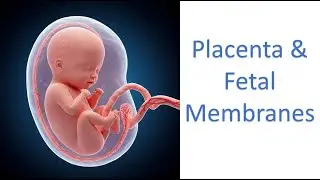 🎙️ Placenta and Fetal Membranes | MBBS Final Year Podcast with Slides 🩺