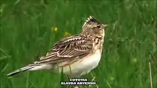 O CANTO DA COTOVIA