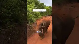 You book a Safari for &pound;49in Sri Lanka | Yala National Park | Blue Lotus Vacations UK