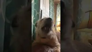 My Dog eating popcorn