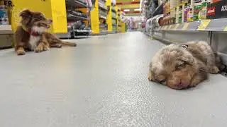 Two dogs are laying on the floor in a pet store