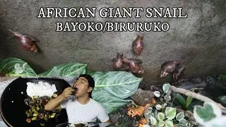HOW TO COOK AFRICAN GIANT SNAIL WITH CURRY BAYOKO | BIRURUKO | JAPANESE SNAIL