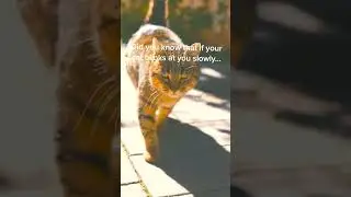 #cat  #animals #catfacts #facts #facttok #animalfacts