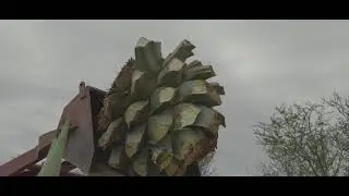 Leonista 100% Karoo Agave Production Process