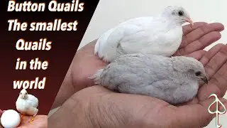 Button Quails- The smallest Quails in the world // ബട്ടൺ ക്വയിൽസ് - ലോകത്തിലെ ഏറ്റവും ചെറിയ കാടകൾ