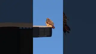 Red-tailed Hawks! Watching the Sunset #birds #nature #wildlife #birdspotter
