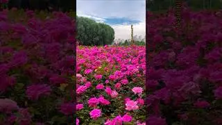 Beautiful Rose Flower Garden video #garden #rose #nature