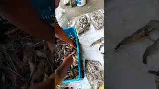 amazing fish market #shortvideos #shorts #shortsviral