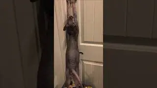 Nudacris wants in the room! #sphynx #sphynxcat #cutecat #cat #hairlesscat #shorts #jgfam