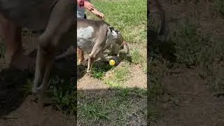 Elephant toothpaste fail 🤣 😭 #elephanttoothpaste #fails #funnydogfails #lol #smh