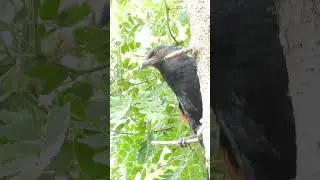 Greater coucal Beautiful Sound #nature #amazing #birdphotography #naturephotography #shortsvideo