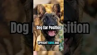 Reading Dog Ear Position and Body Language #dogs