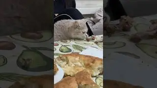 Secret Cat Steal Mission 😼🍗 #Shorts #shorts#catshorts#funnycat#catsteal#catheist#cuteanimals